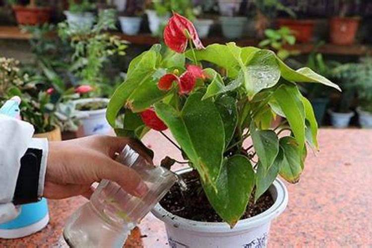 西红柿第一次冲平衡肥一亩地冲多少？