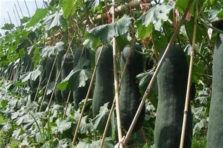 种冬瓜施什么肥好