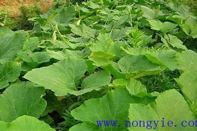 冬瓜什么时间追肥最好呢？一共要追肥几次呢？