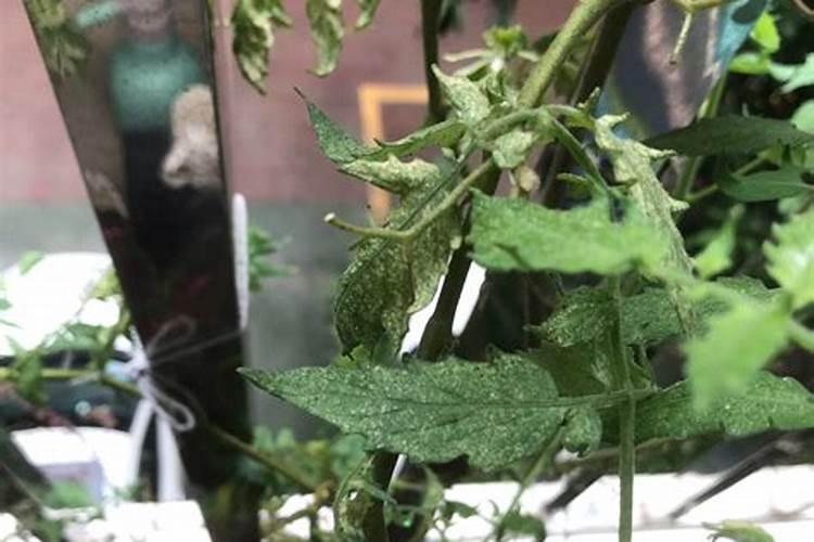 番茄的养殖方法和注意事项