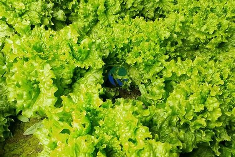 水溶肥可以天天浇花么