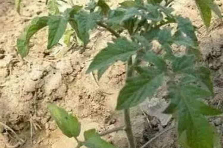 火龙果用什么肥料