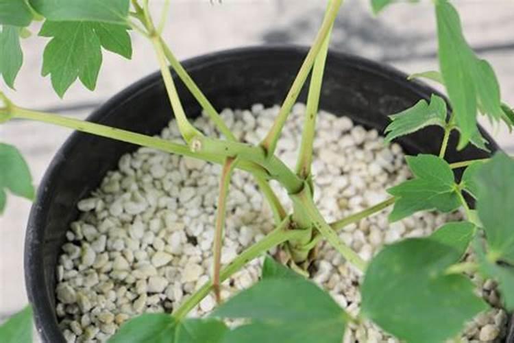 牡丹的施肥时间及方法