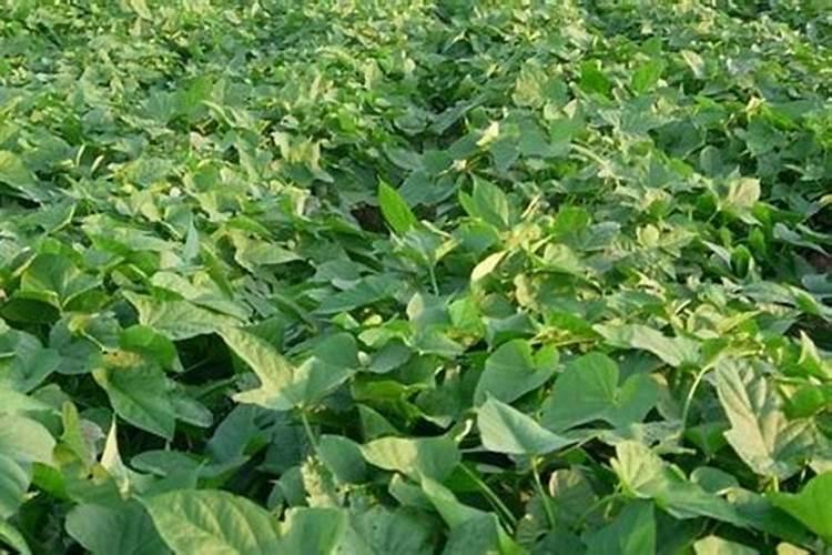 红薯的施肥方法？