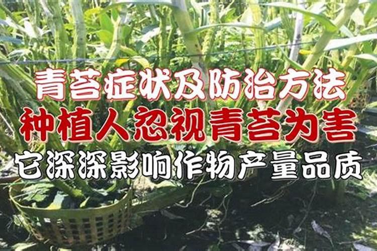 小龙虾池塘里可以施尿素除去池塘里的青苔吗？