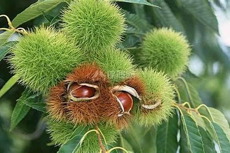 大棚种植辣椒,如何施肥,才能提高产量和质量？