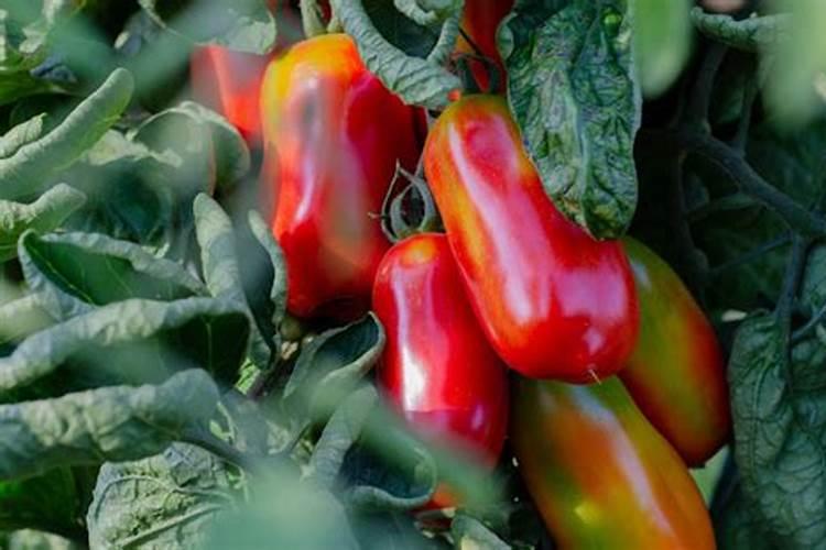 最好的草莓专用冲施肥有哪些