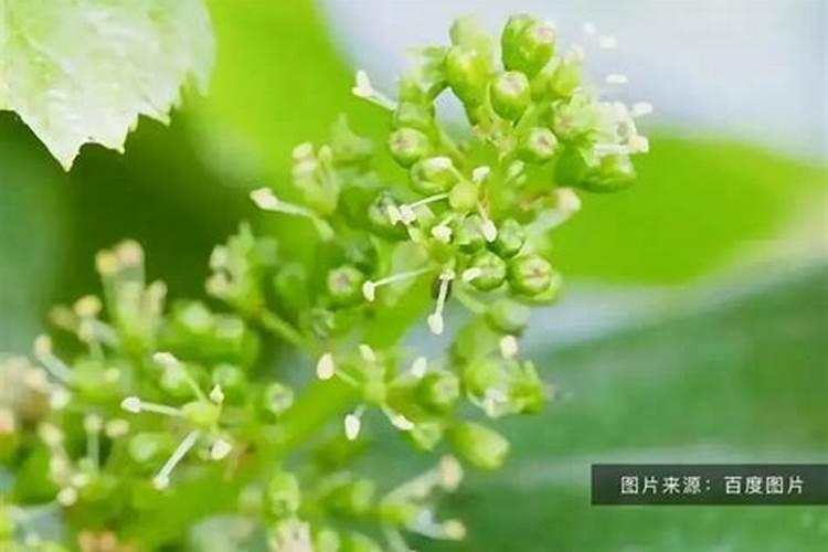 葡萄补钙最佳时间(给葡萄补钙什么钙肥最)