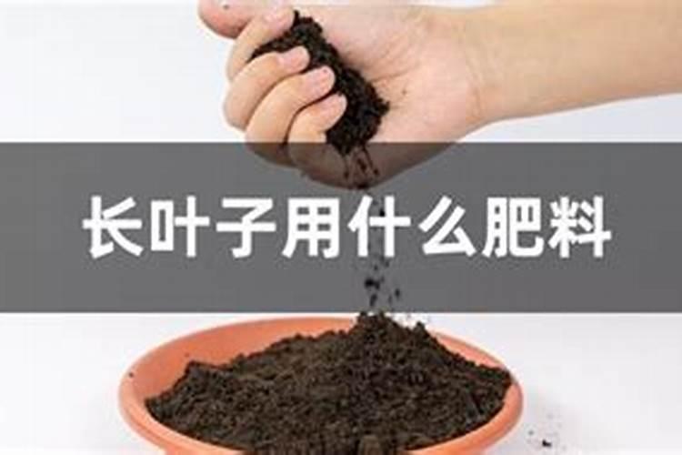目前最好的叶面肥