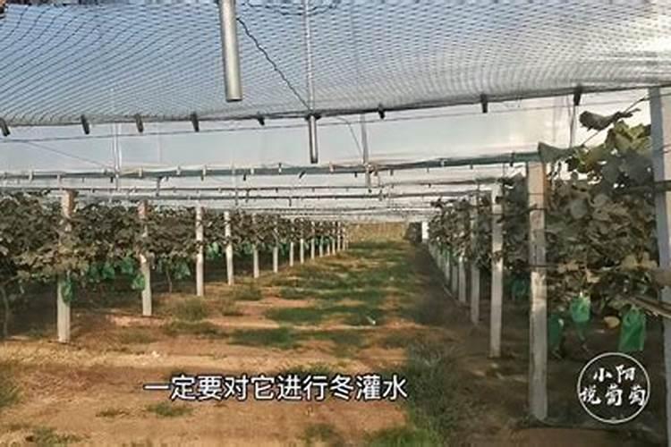 冬季葡萄树如何处理