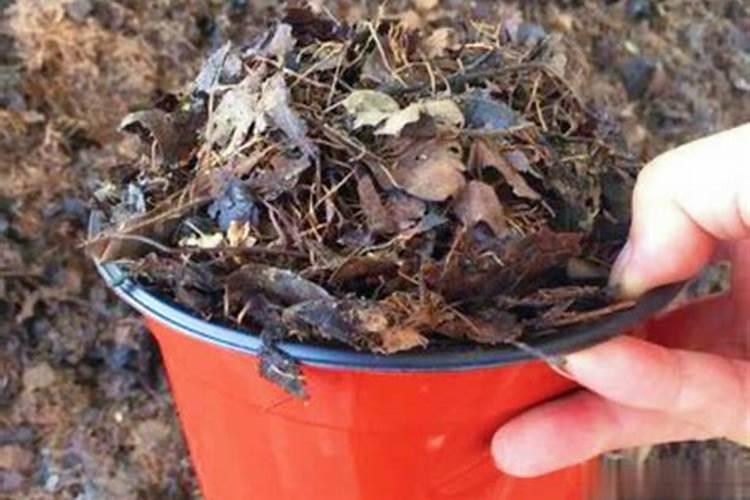 冬季大棚种植黄瓜用海藻精还是矿源黄腐酸钾好