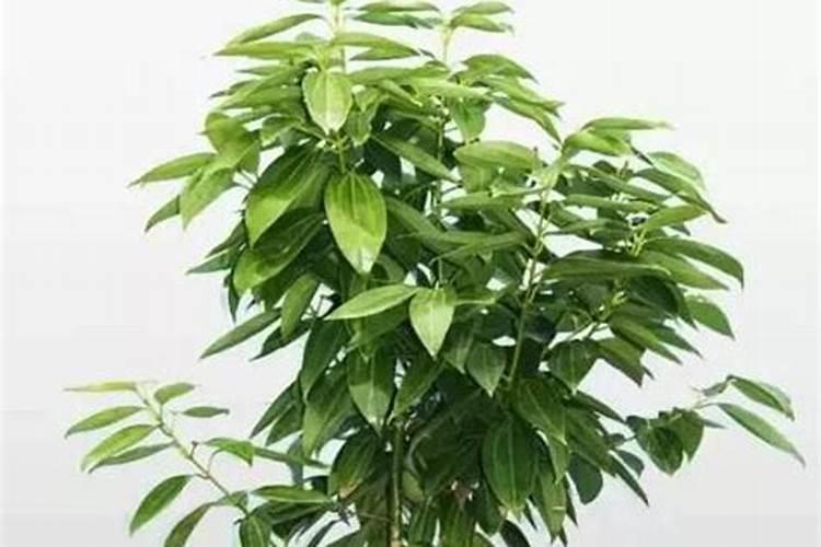 草莓结果期打什么叶面肥长的快？草莓保花保果叶面喷什么好？