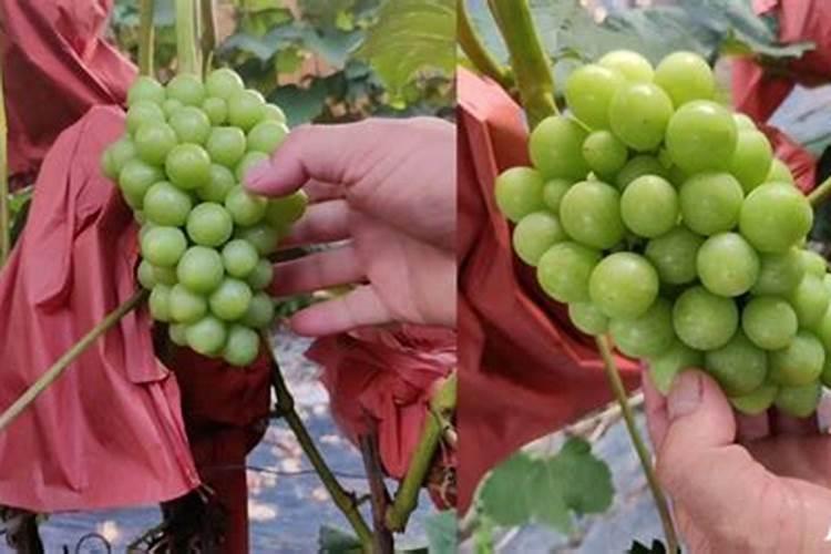 冬季给葡萄树施什么类型的肥料比较好