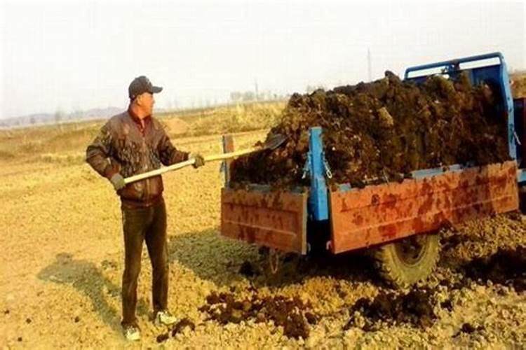 钾是怎么在玉米中同化的？