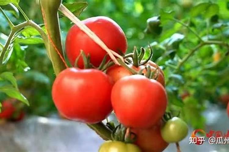 请问草莓膨果期冲什么化肥好？