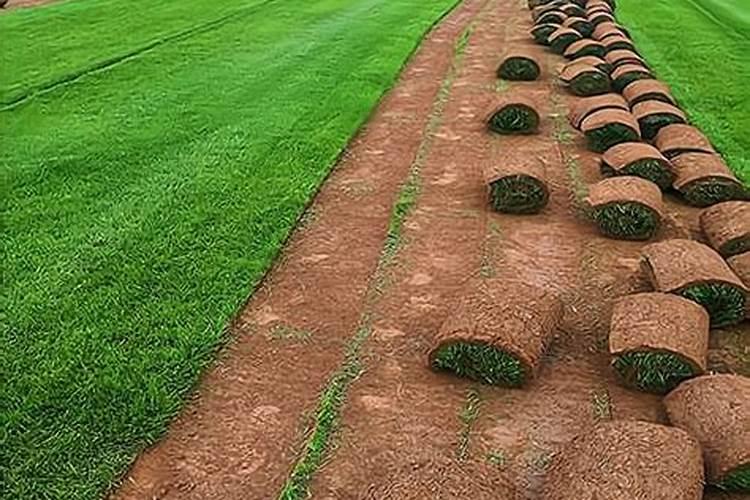 园林植物的施肥