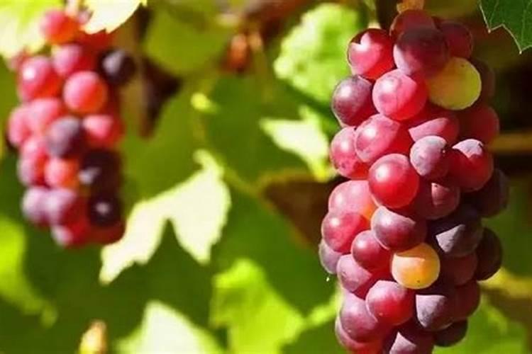 葡萄成熟前软果、果粒脱落怎么办？