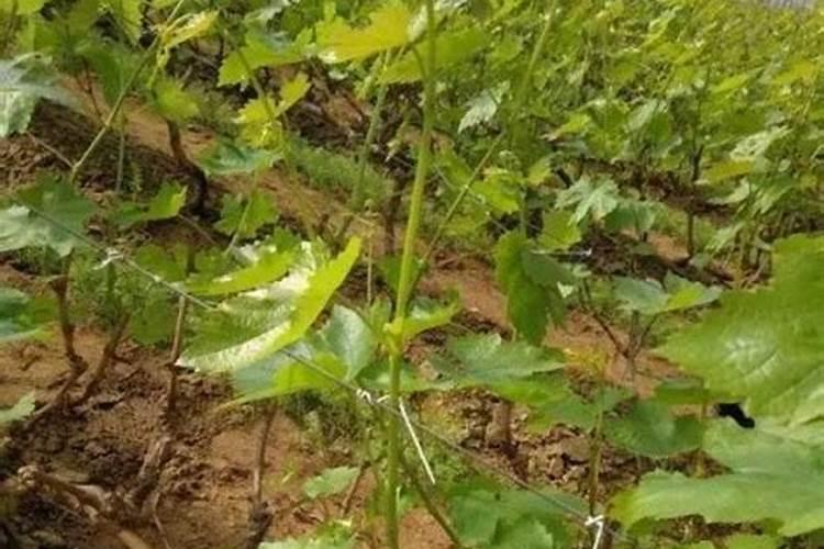 葡萄软果跟甜又紫有多大关系