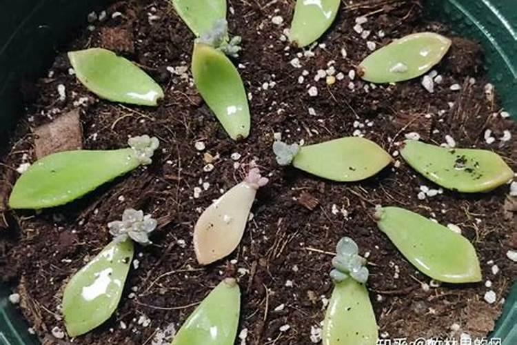 指甲真的可以给多肉植物补钙吗？