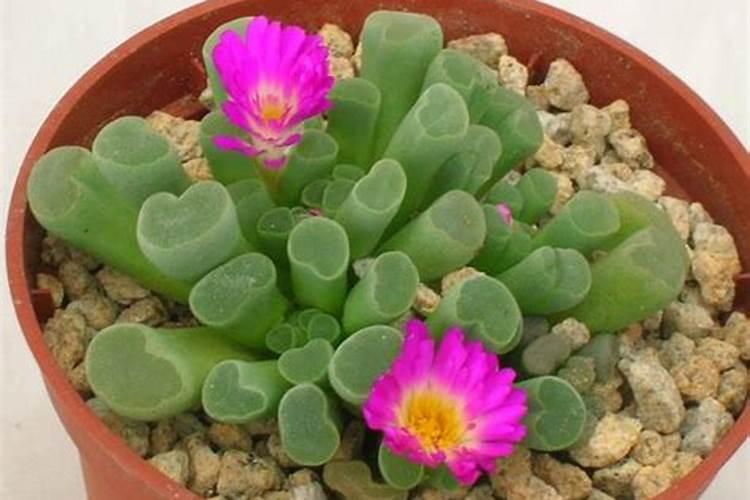 怎样把长寿花养的矮壮？