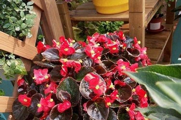 海棠花怎么施肥,海棠花施复合肥最好