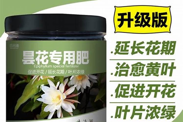 昙花施什么肥