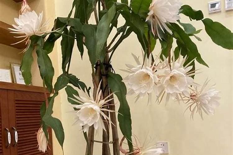 八月中旬大葱施什么肥好