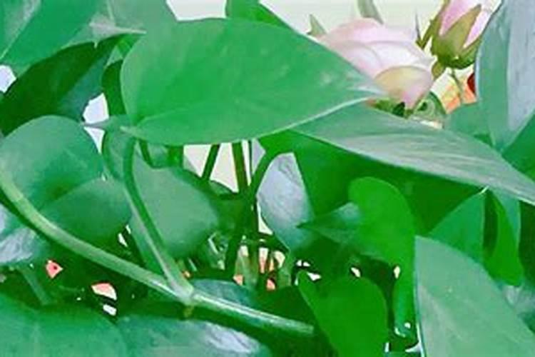 我们小时候经常吃的一种口味 桂子油 到底是什么啊？