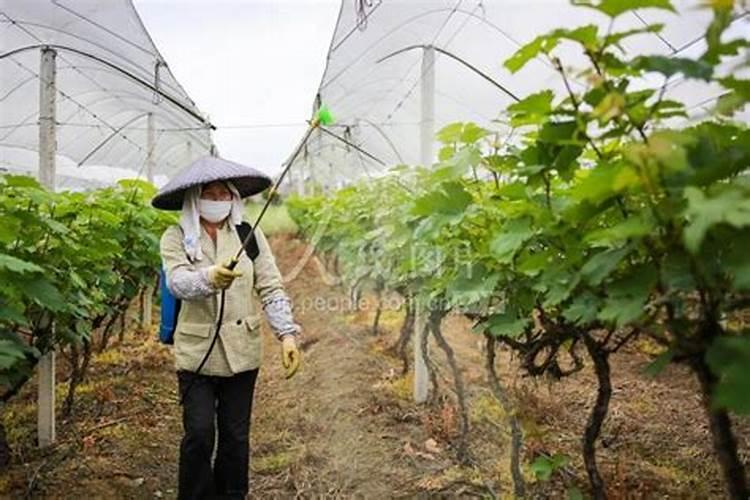葡萄如何使用叶面肥？
