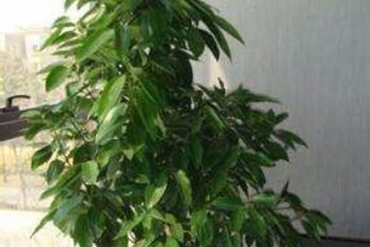 叶面肥厂家哪个做的最好？