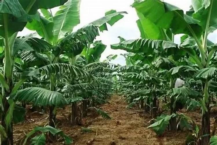 涡阳苔干栽培技术