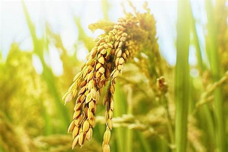 硅胛水稻孕穗期打晚不晚