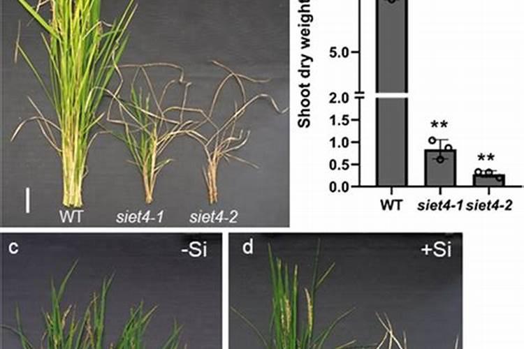 大田水稻恶苗病㇏爆发有什么药控制一下