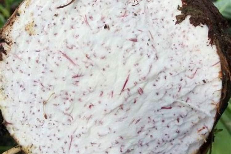 红薯用什么钾肥好