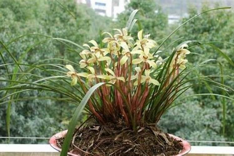 哪些花卉适合浇钙片呢？