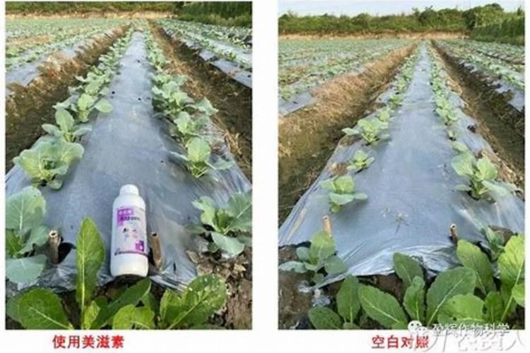 葡萄生长后期出现软果,有哪些有效的补救办法？