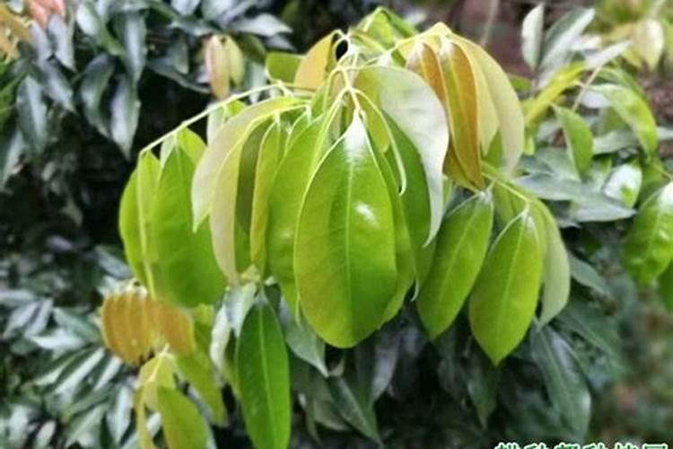 广东荔枝施肥方法