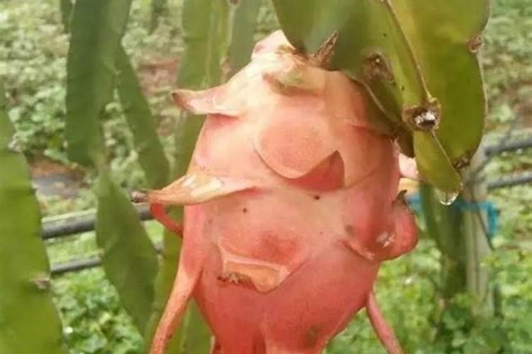 火龙果为什么不开花长了很多芽？