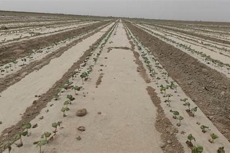 含枯草芽孢杆苗的微生物菌剂有哪些