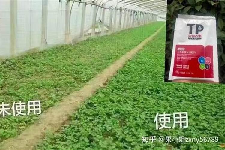 杜鹃花肥制作与使用方法