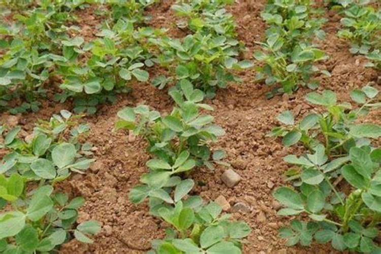 花生开花下针期。施什么肥