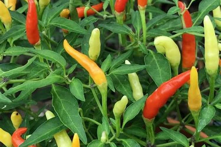 含腐植酸水溶肥料裸根能用吗