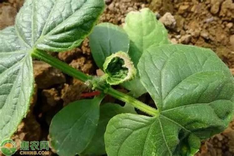 大棚里种黄瓜土壤板结是什么原因？