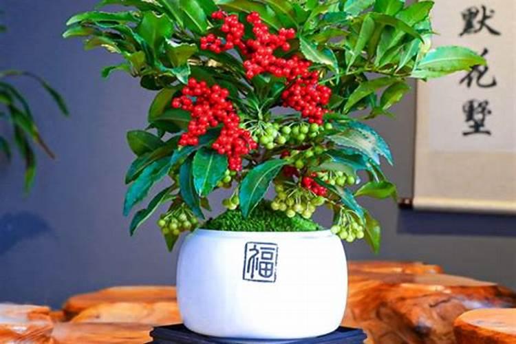 大葱上什么肥料长得又粗又壮