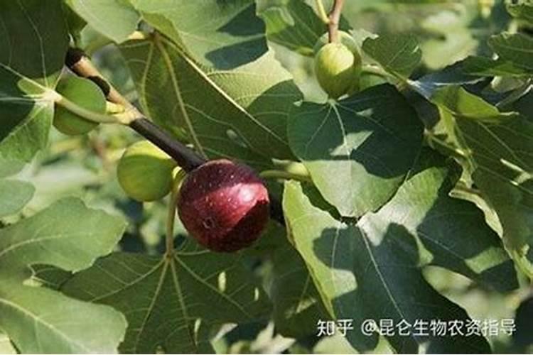 无花果施肥的正确方法
