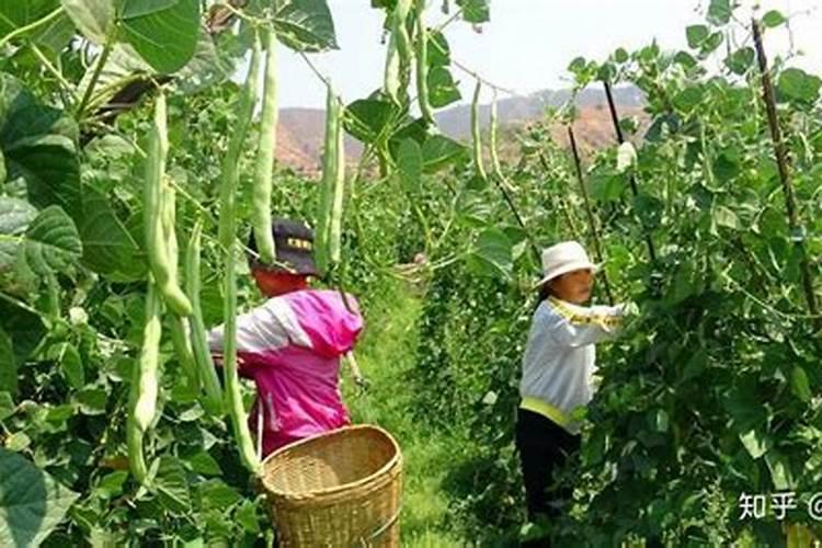 四季豆施什么肥料