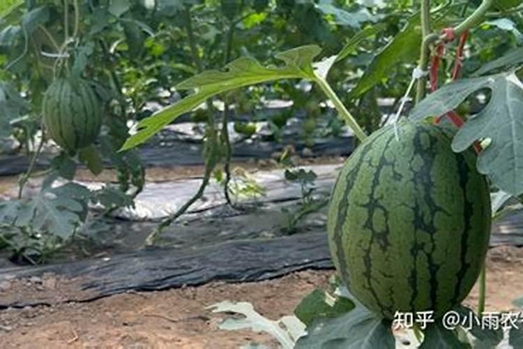 进口十大水溶肥品牌