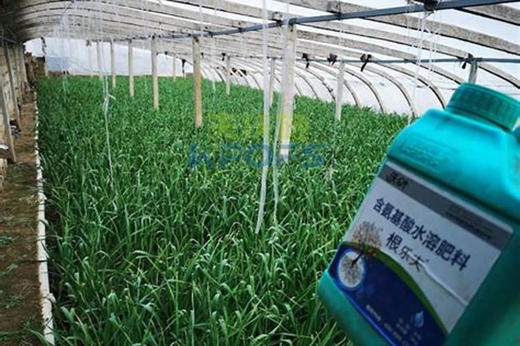 西瓜怎么施肥又大又甜？西瓜座果期用什么肥效果好？