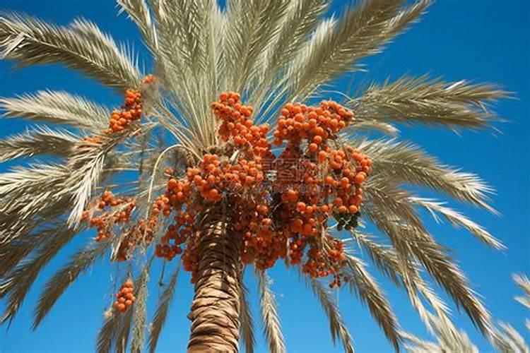 大豆叶面肥的喷施技巧