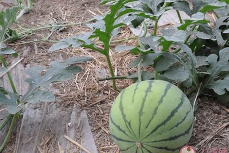 豆角开花期打什么叶面肥 豆角花期可以喷施叶面肥吗